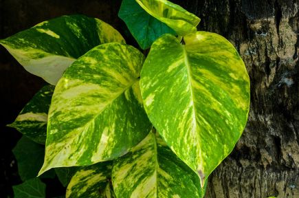 Epipremnum_aureum_31082012.jpg