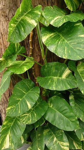 Money_Plant_(Epipremnum_aureum)_4